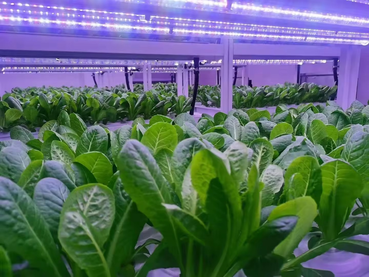 f Greenhouse Agricultural Equi - Agriculture Farming Vegetables review and price